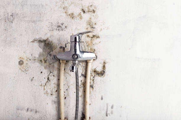 Best Mold Removal Process  in Clayton, IN