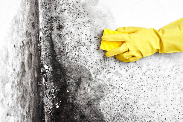 Best Mold Testing  in Clayton, IN