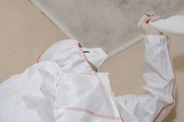 Best Mold Damage Repair  in Clayton, IN