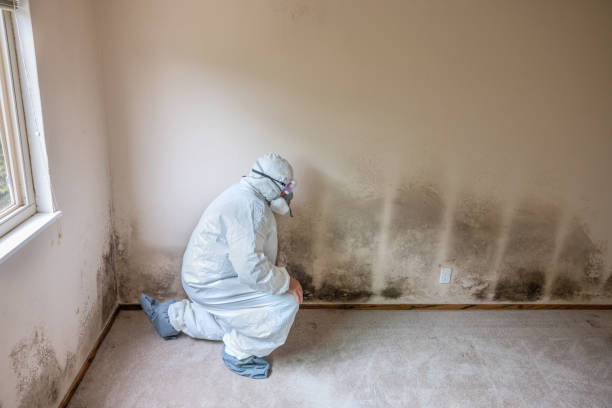 Mold Removal and Inspection in Clayton, IN