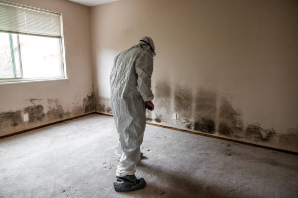 Best Toxic Mold Removal  in Clayton, IN
