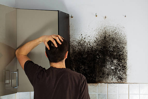Best Commercial Mold Removal  in Clayton, IN
