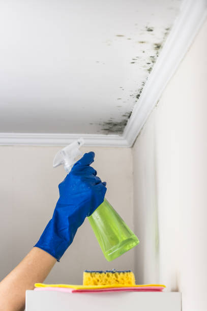 Best Office Mold Removal Services  in Clayton, IN